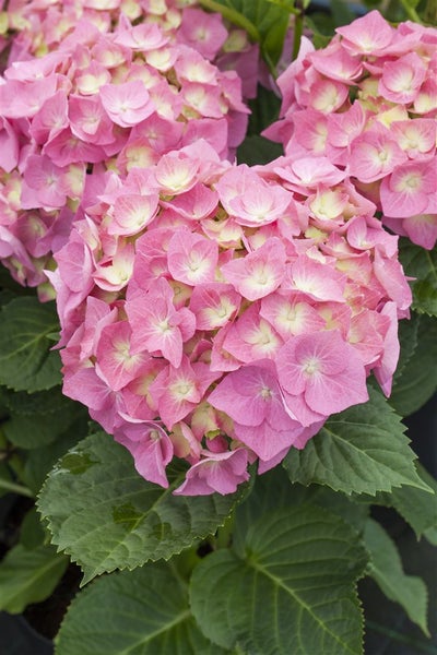 Hydrangea macrophylla 'Bela Rosa', rosa, 30–40 cm