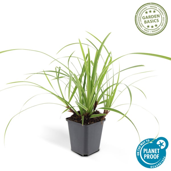 Ziergras im Kunststofftopf mit Garden Basics Logo für einfache Pflege und Planet Proof Zertifizierung.