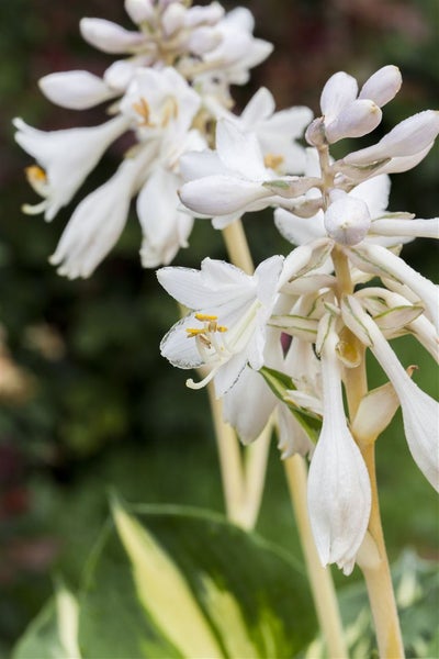 Hosta sieboldiana 'Great Expectations', Funkie, grün-gelb, ca. 11x11 cm Topf