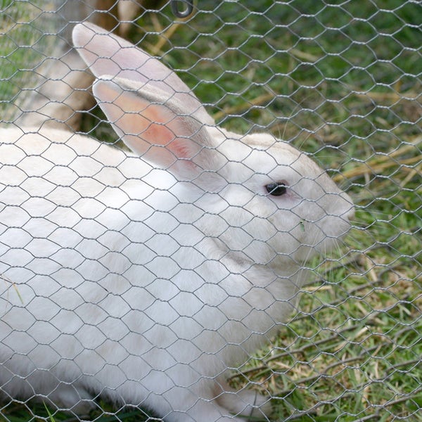 Weißes Kaninchen hinter einem Drahtzaun