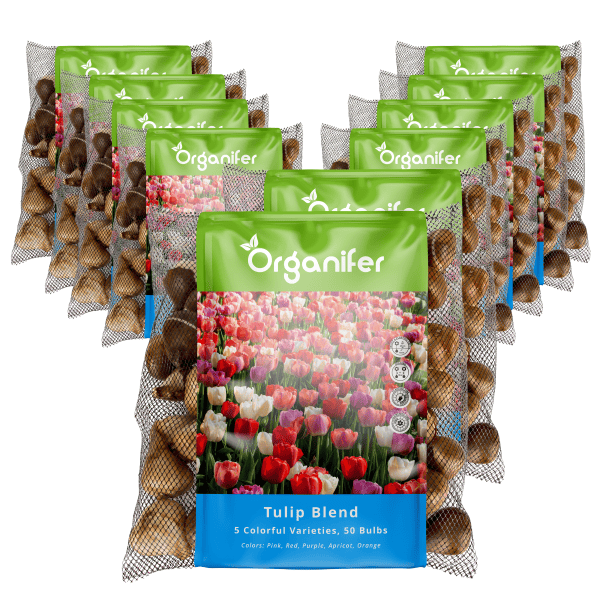500 Tulpenzwiebeln - 5 farbenfrohe Sorten (XXL-Zwiebelgröße 12 cm/+) - Organifer