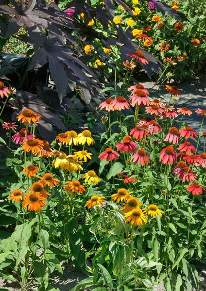Blumenbeet mit Sonnenhutblumen und Zierpflanzen