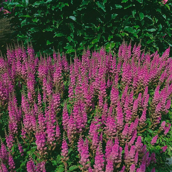 Nahaufnahme von Astilben mit rosa Blüten im Garten.