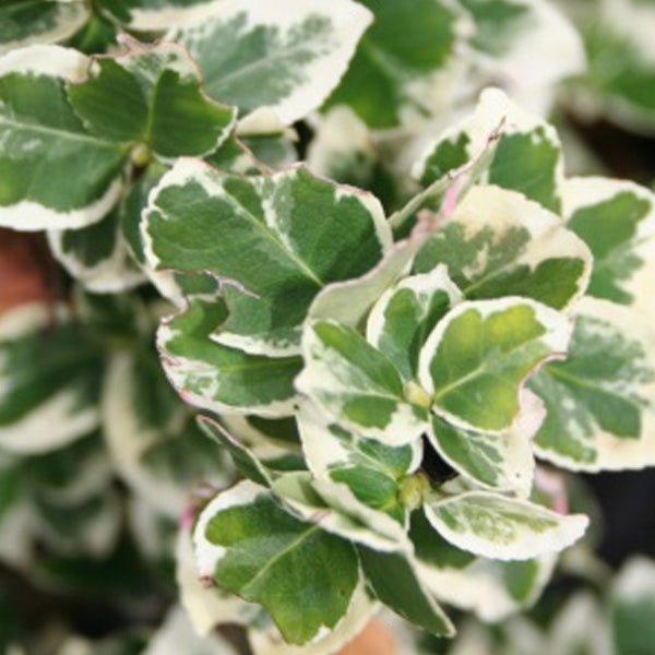 Immergrüner Spindelstrauch mit weiß-grünen Blättern