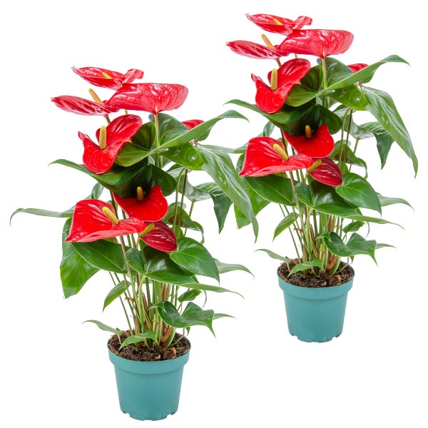 2x Anthurium 'Aristo' Rot - Flamingopflanze - Zimmerpflanze - Pflegefreundlich - ⌀12 cm - ↕30-40 cm