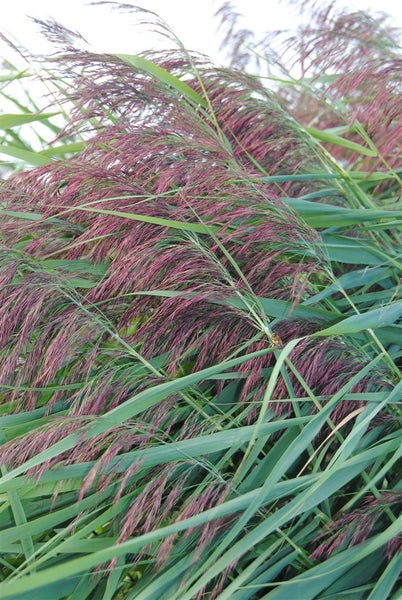 Phragmites australis, Schilfrohr, ca. 9x9 cm Topf