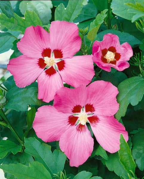 Nahaufnahme von rosa Hibiskusblüten zwischen grünen Blättern