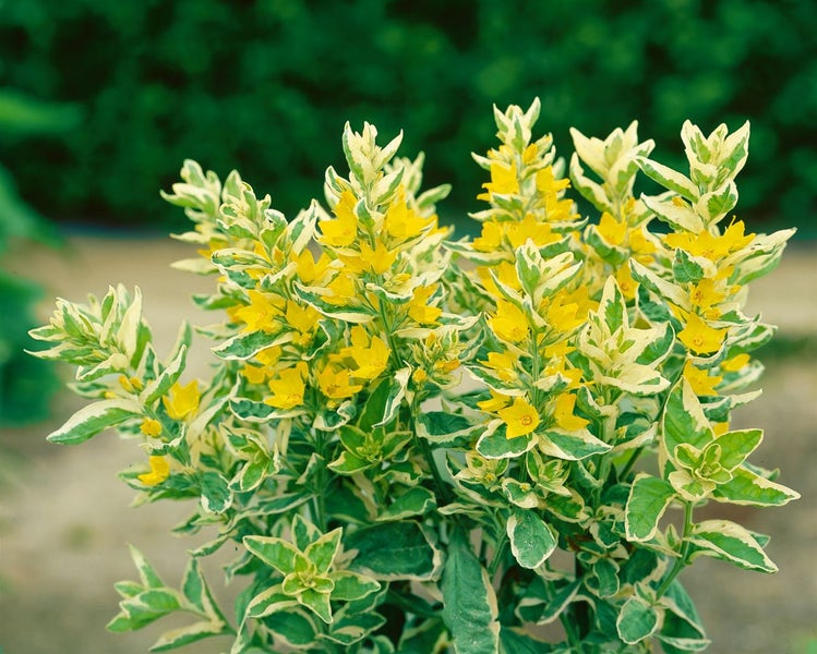 Lysimachia punctata 'Alexander', Goldfelberich, buntlaubig, ca. 9x9 cm Topf