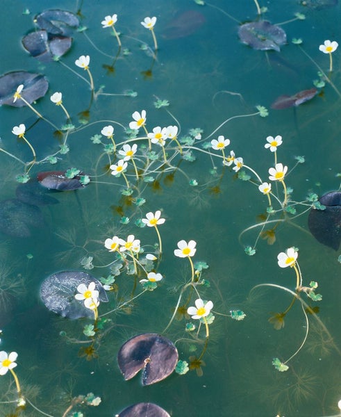 Ranunculus aquatilis, Wasserhahnenfuß, ca. 9x9 cm Topf