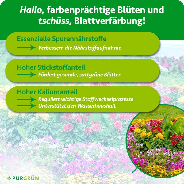 Blauzeder Baum im Garten