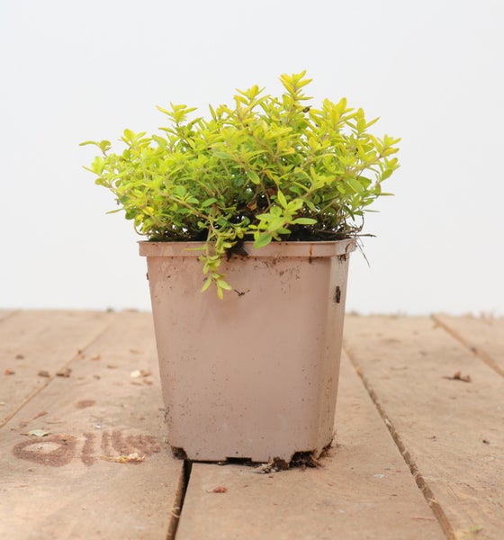 Thymus x citriodorus 'Golden Dwarf', Zitronenthymian, goldgelb, ca. 9x9 cm Topf