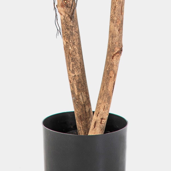 Drei künstliche Ficus-Pflanzen in verschiedenen Größen mit grünen Blättern und braunen Stämmen in schwarzen Kunststofftöpfen.