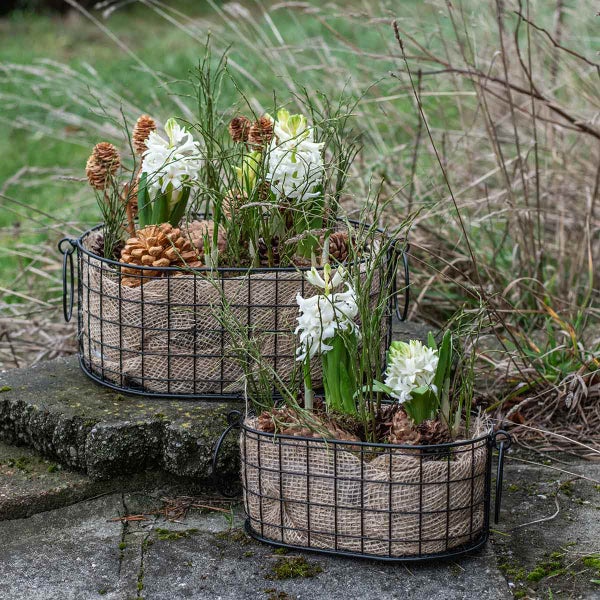 Zwei Körbe mit Hyazinthen, Kiefernzapfen und Dekoration im Freien