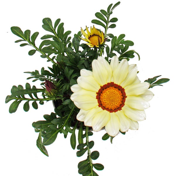 Mittagsgold - Gazania Big Kisses - 12cm Topf - Set mit 3 Pflanzen - weiss
