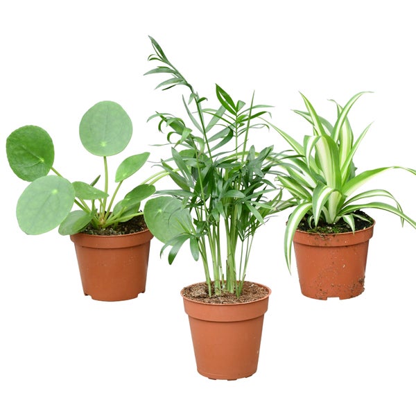 Babypflanzen Trio Tierfreundlich