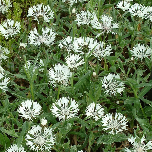 Nahaufnahme von Ackerwitwenblumen mit weißen Blüten und grünen Blättern.