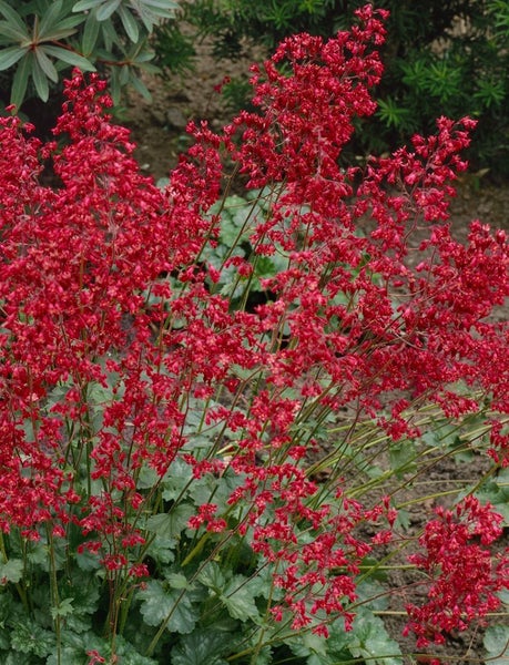 Heuchera sanguinea 'Ruby Bells', Purpurglöckchen, rot, ca. 9x9 cm Topf