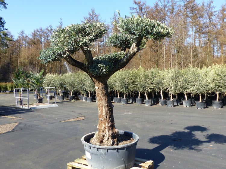 Olivenbaum Pon Pon 220 cm Bonsai Formgehlz, winterhart | HORNBACH