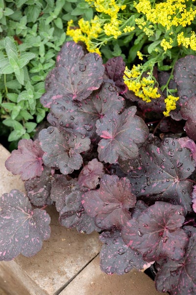 Heuchera micrantha 'Midnight Rose', Purpurglöckchen, rosa, 2 Liter Topf