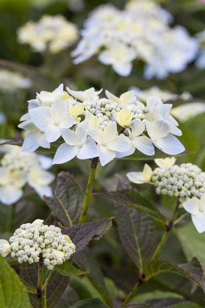 Hydrangea serrata 'Blue Deckle', Hortensie, blau, 30–40 cm