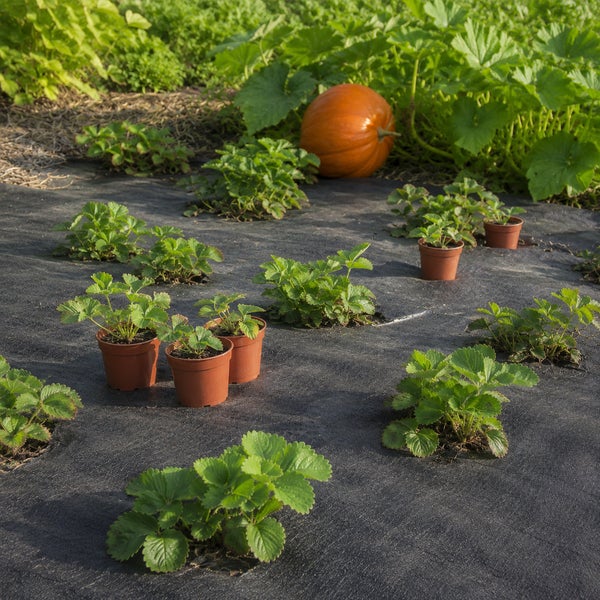 Erdbeerpflanzen in Töpfen auf schwarzem Unkrautvlies im Garten mit einem Kürbis im Hintergrund.