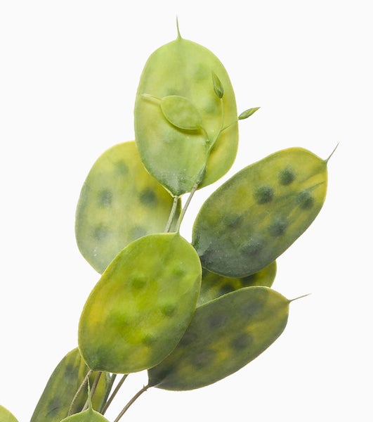 Künstlicher Magnolienzweig mit naturgetreuen Knospen und weißen Blütenblättern.