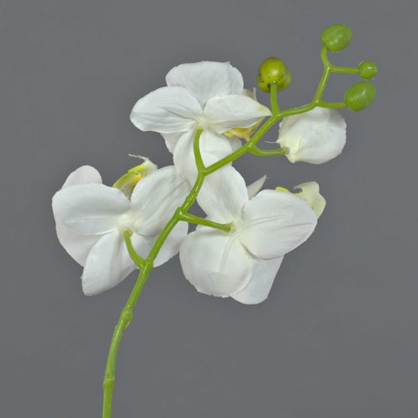 Nahaufnahme eines Lampenputzergrases mit schmalen grünen Blättern und markanten, flauschigen Blütenständen.