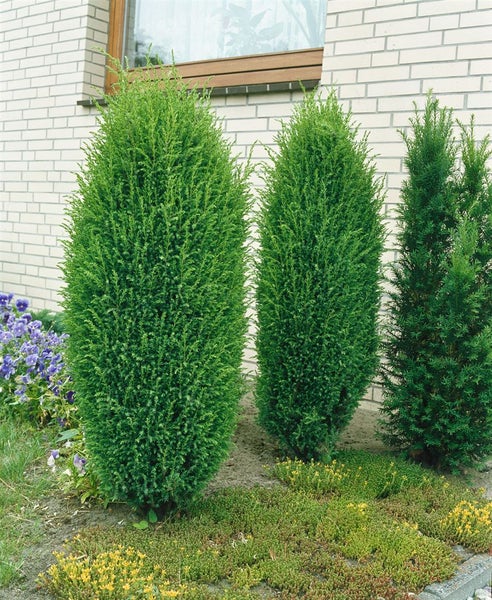 Drei Säulenzypressen im Gartenbeet vor einem Haus