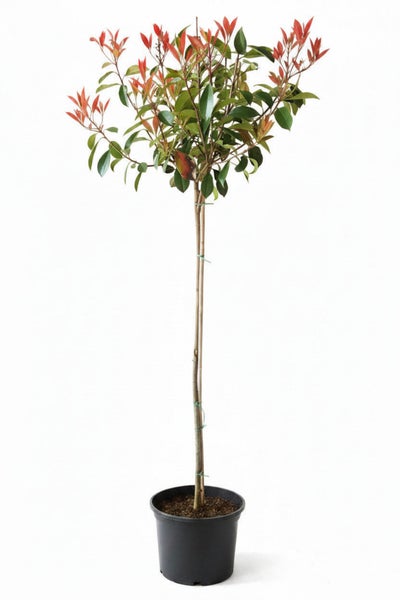Glanzmispel Hochstamm Photinia fraseri Red Robin im Pflanztopf mit Stützstab
