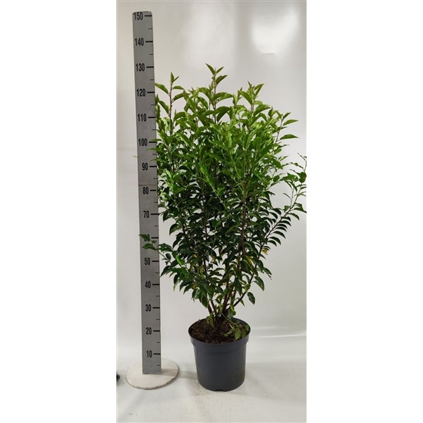 20 x Prunus lusitanica 'Angustifolia',  Höhe: 140-160 cm,  Portugiesische Lorbeerkirsche /Kirschlorbeer,  20 Heckenpflanzen für 9-10 m Hecke.