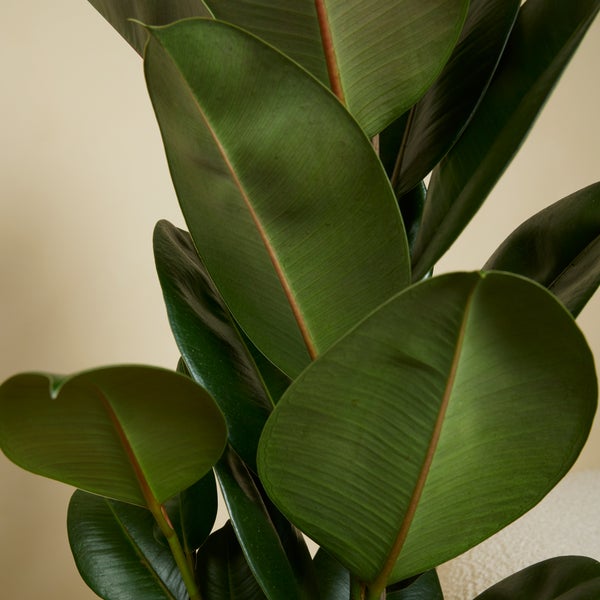 Bloomique - 2er Set - Ficus Elastica Robusta - Gummibaum - Zimmerpflanzen Groß - Luftreinigend - Pflegeleicht - Höhe 80-100 cm - Topf 21 cm