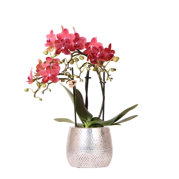 Kolibri Orchids rote Phalaenopsis Orchidee Congo + Elite Topf silber Topfgröße 9cm 40cm hoch blühende Zimmerpflanze