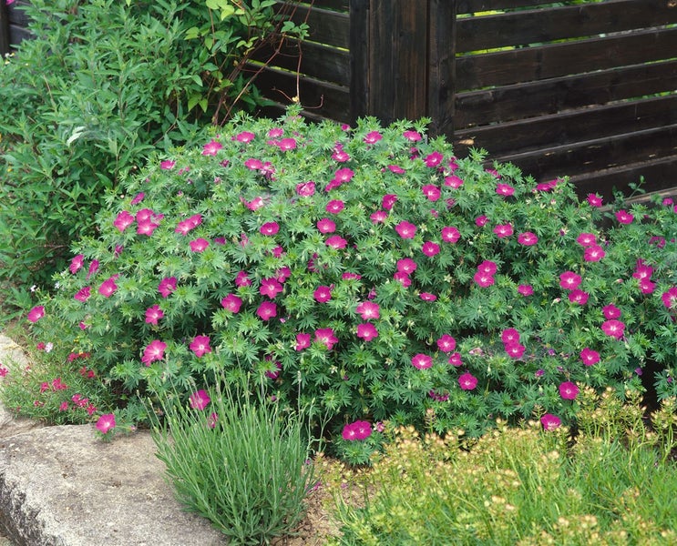 Geranium sanguineum var.striatum, Storchschnabel, zartrosa, ca. 9x9 cm Topf