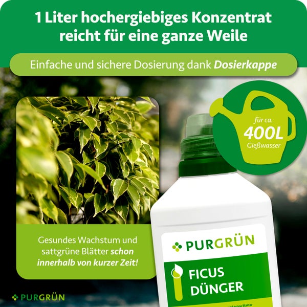 Purgrün Ficus-Dünger Konzentrat 1 Liter mit Dosierkappe, ausreichend für circa 400 Liter Gießwasser, neben einer Ficus-Pflanze.