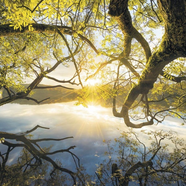 Sonnenlicht scheint durch Baumkronen auf einen See