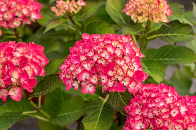 Hydrangea macrophylla 'Red Angel', Hortensie, rot, 40–60 cm