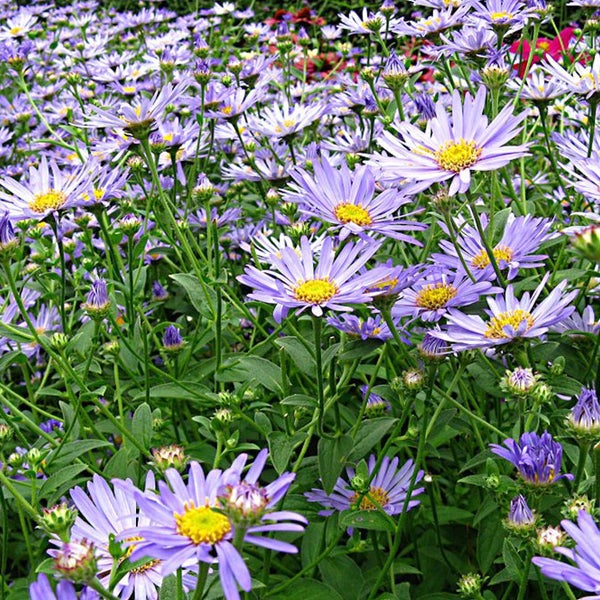 Feld von lila Herbstastern mit gelben Blütenkörbchen