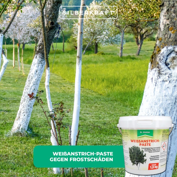 Weißanstrichpaste für Bäume & Sträucher – Schutzanstrich gegen Frostrisse, Sonnenbrand & Rindenschäden – Für Obstbäume, Ziergehölze & Jungbäume – Anwendungsfertig