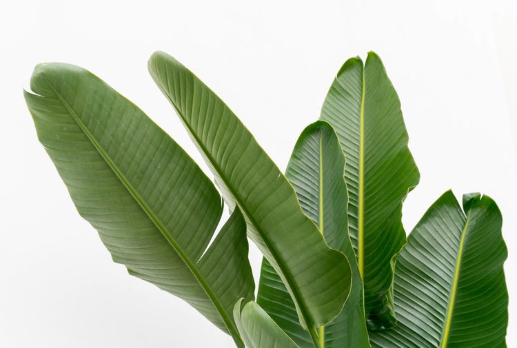 Strelitzia Augusta Mehrstamm XXL - 250 cm - ø30-40
