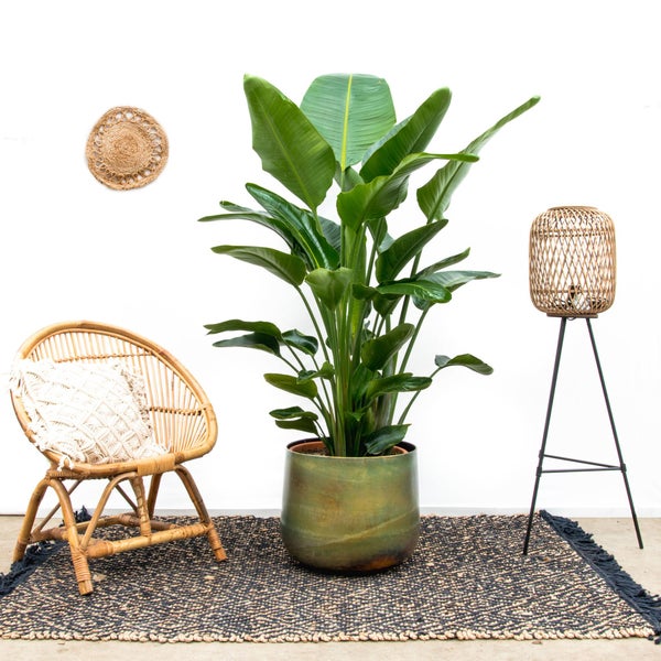 Paradiesvogelblume Nicolai de luxe XXL - 250cm - ø40