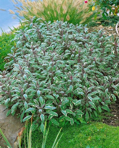 Salbeipflanze im Gartenbeet