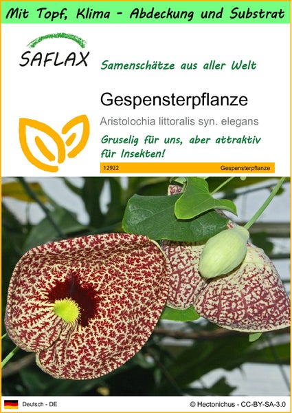 SAFLAX Garden to go - Gespensterpflanze - Aristolochia littoralis syn. elegans - 80 Samen - Mit Topf, Klima - Deckel und Anzuchtsubstrat