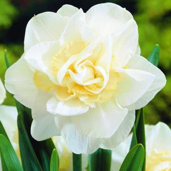 Narzissenblüte mit doppelten Blütenblättern