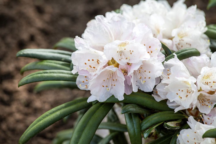 Rhododendron yakushimanum 'Makiyak', 60 cm Stammhöhe, immergrün