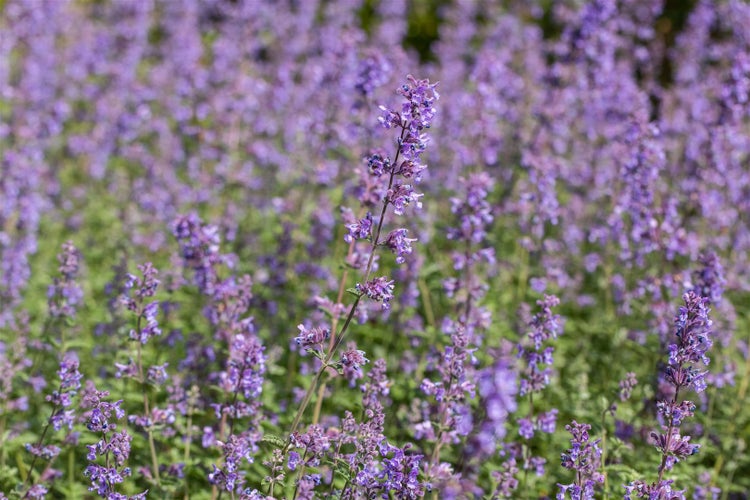 Nepeta x faassenii 'Walker's Low', Katzenminze, blau, ca. 9x9 cm Topf