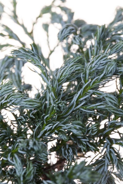 Chamaecyparis pisifera 'Boulevard', Scheinzypresse, blaugrün, 20–30 cm