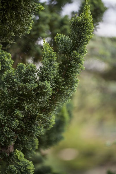 Chamaecyparis lawsoniana 'Wissel's Saguaro', 60–80 cm, immergrün