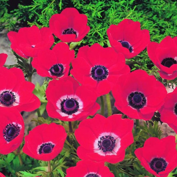 Nahaufnahme von roten Anemonenblüten im Garten