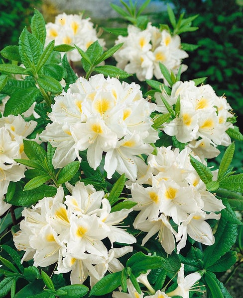 Rhododendron luteum 'Persil', gelb-weiß, 30–40 cm