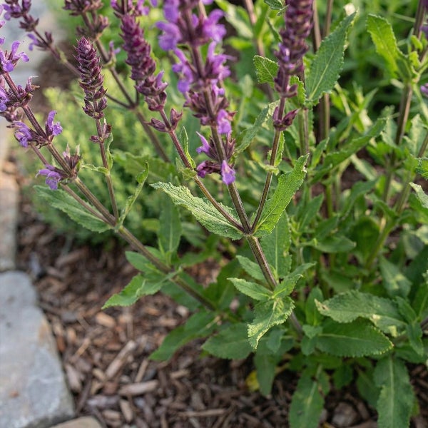 Steppensalbei Salvia nemorosa mit violetten Blütenständen und grünen Blättern in einem Gartenbeet mit Rindenmulch.